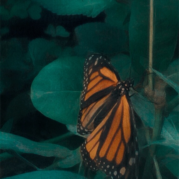 Hi, I’m Mary!Our🏡is 420👍 🚬👍🐶🐱👍I do it🧺 before📫✌️❤️😊! Stored in tight📦 - Picture 7 of 9